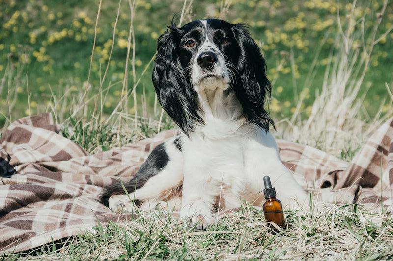 CBD for Pets 101: Health Benefits, Uses, Safety, and Everything Else You Need to Know - Strava Craft Coffee