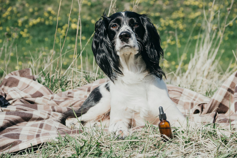 CBD for Pets 101: Health Benefits, Uses, Safety, and Everything Else You Need to Know