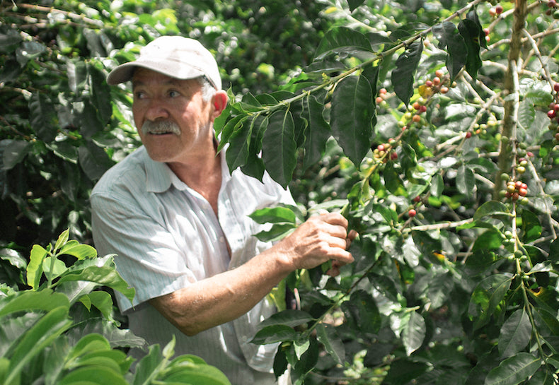 Don Felix Coffee Farmer Colombia