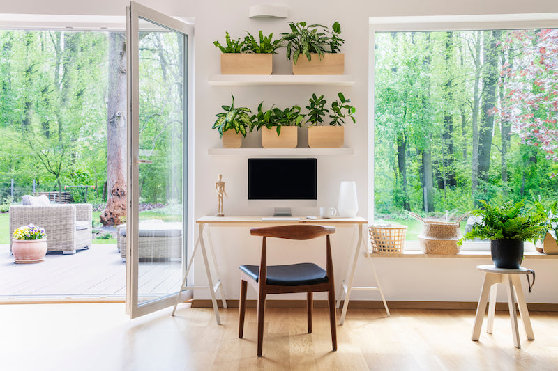 Plants for Productivity and Positivity:  10 Best Plants For Your Home and Office