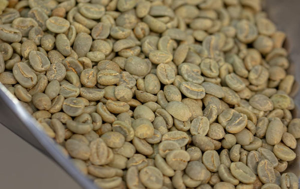 Close-up of green coffee beans in a container