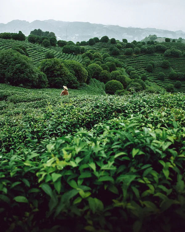 coffee plants on a hill