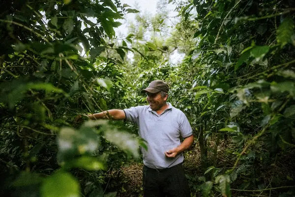 Man standing among coffee trees on a farm